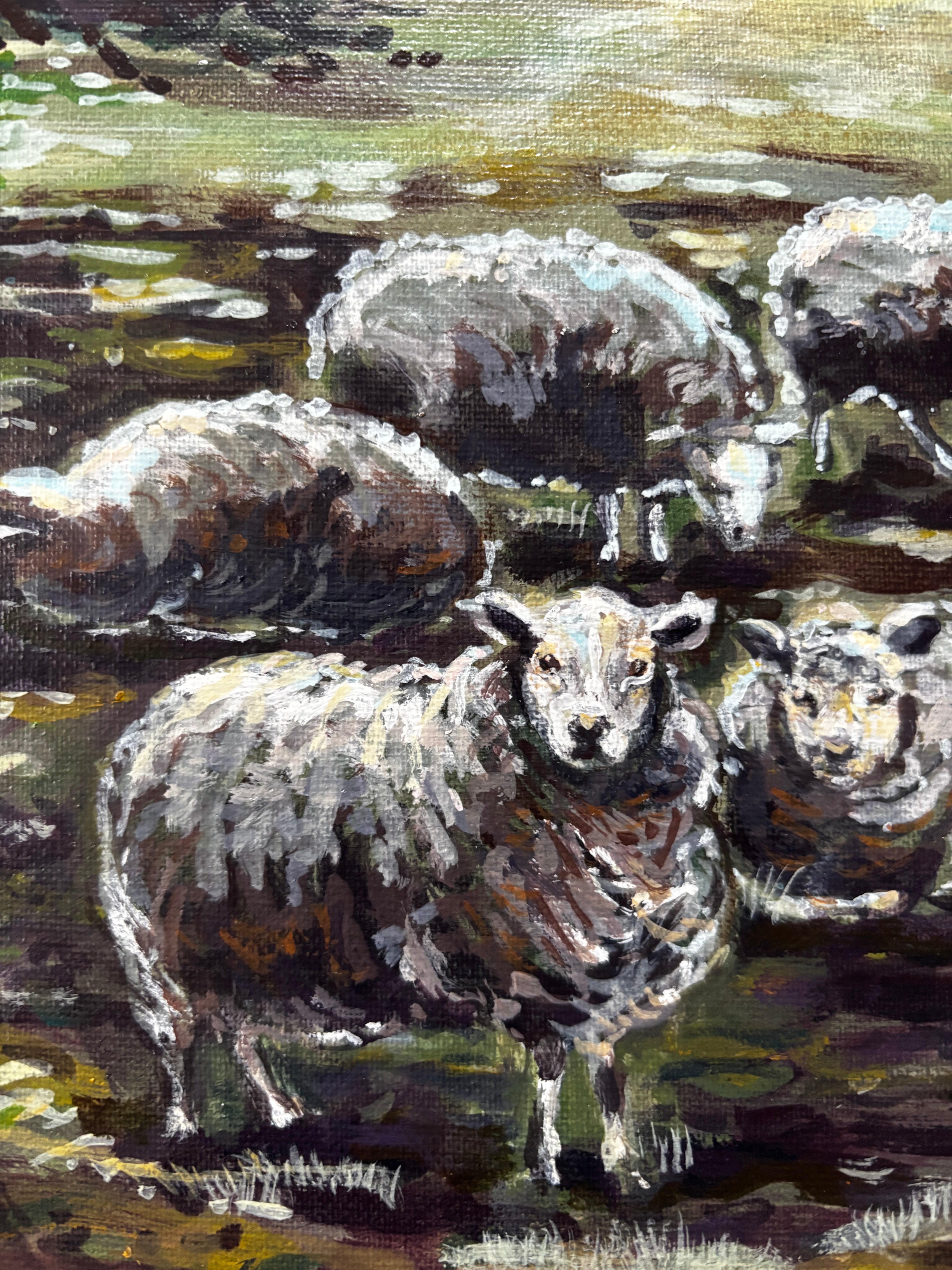 Sheep in the shade