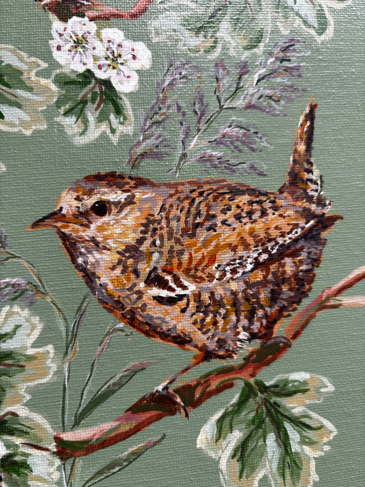 Wrens in the hawthorn hedge