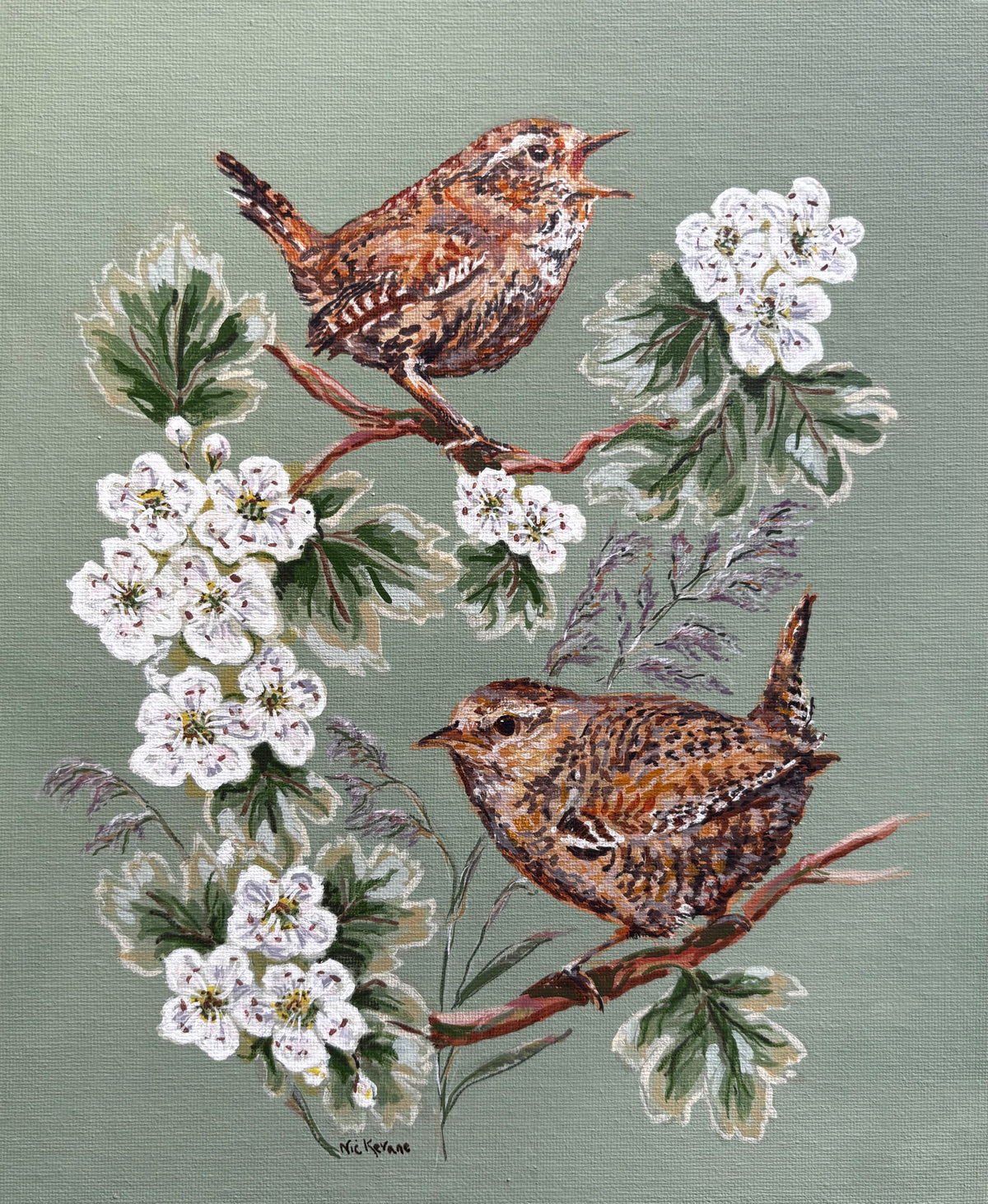 Wrens in the hawthorn hedge