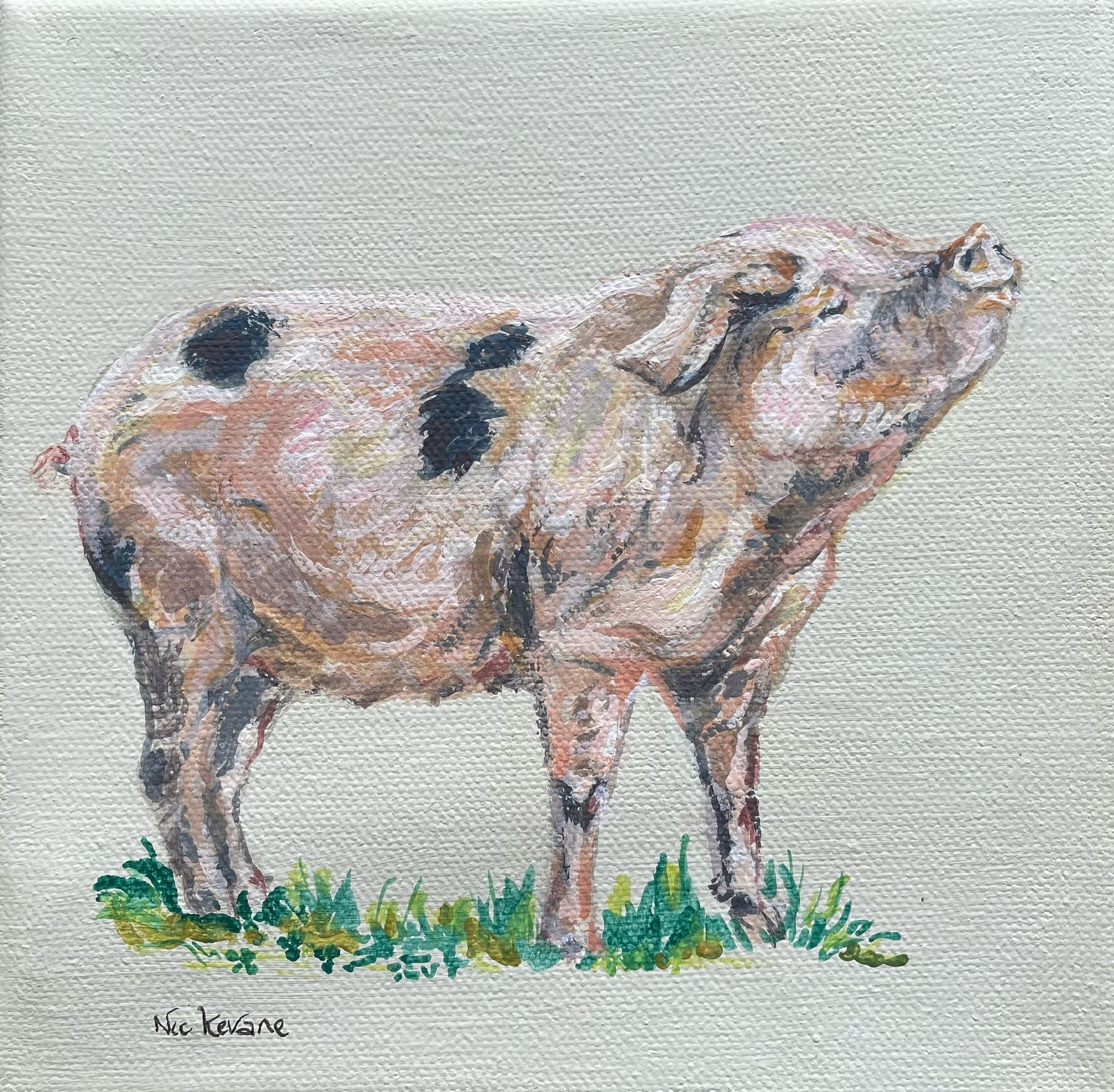 Gloucester Old Spot Pig - My mini paintings depict various countryside subjects painted on soft off-white backgrounds.