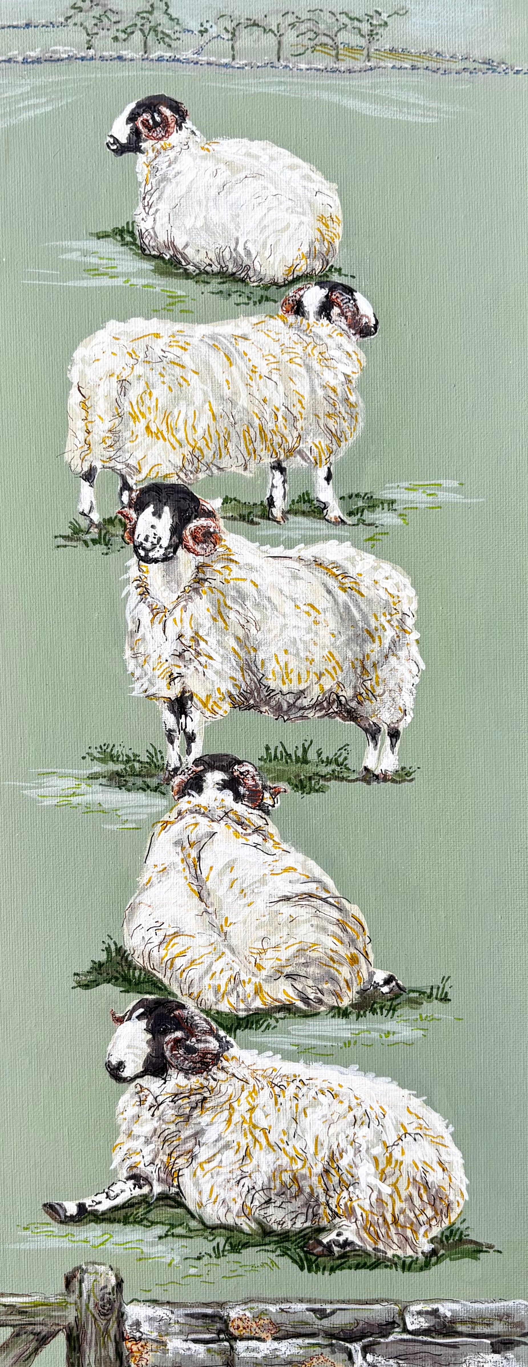 Rough Fell Sheep