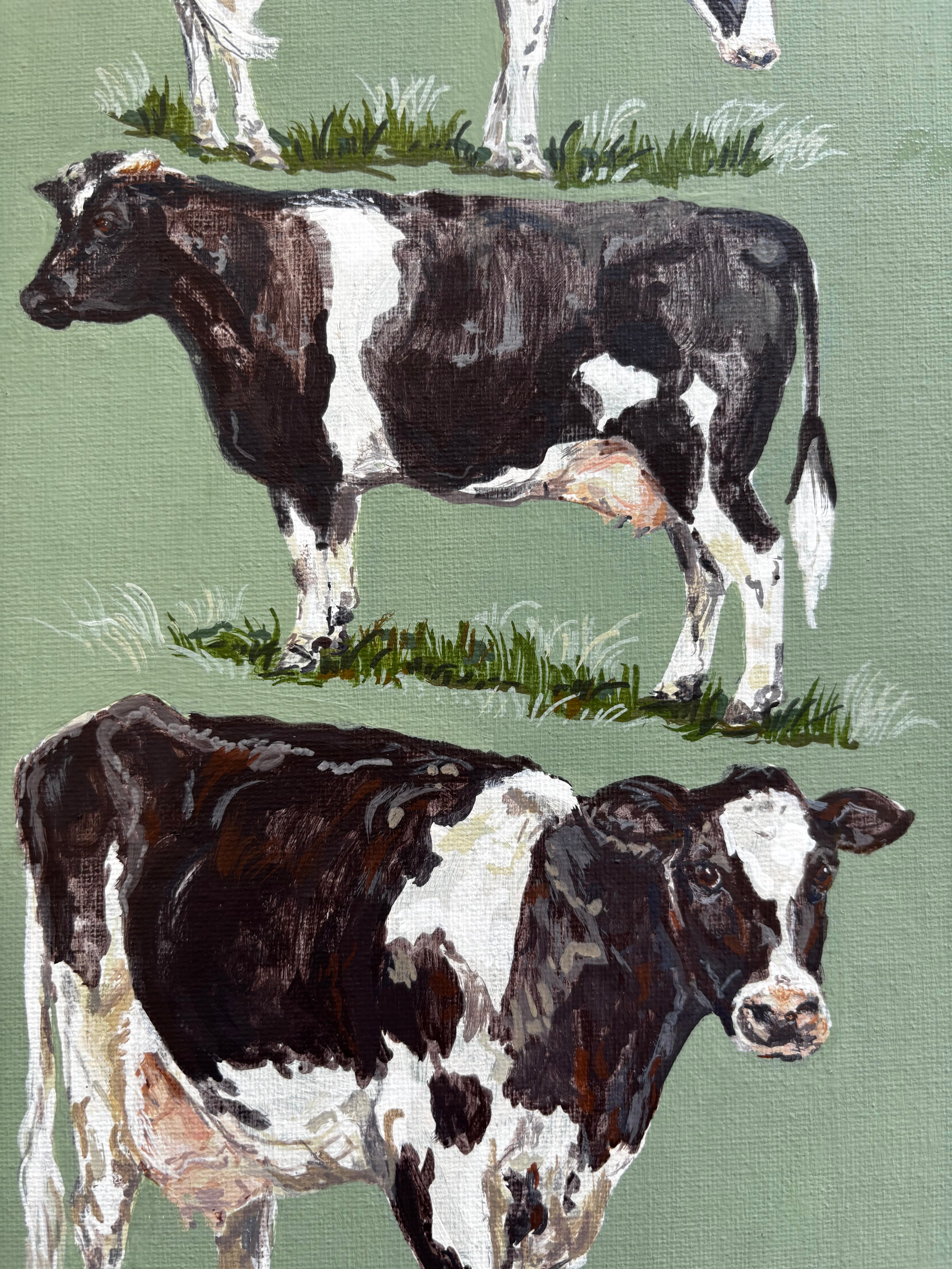 Friesian Cows