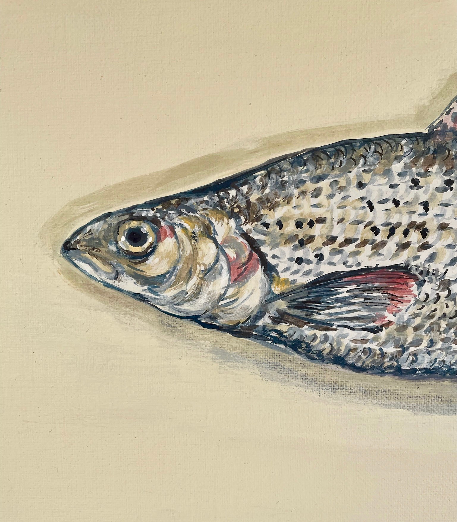 Grayling.  This painting is reminiscent of the traditional taxidermy fish displayed in a glass fronted case, often seen in country houses and fieldsports lodges.