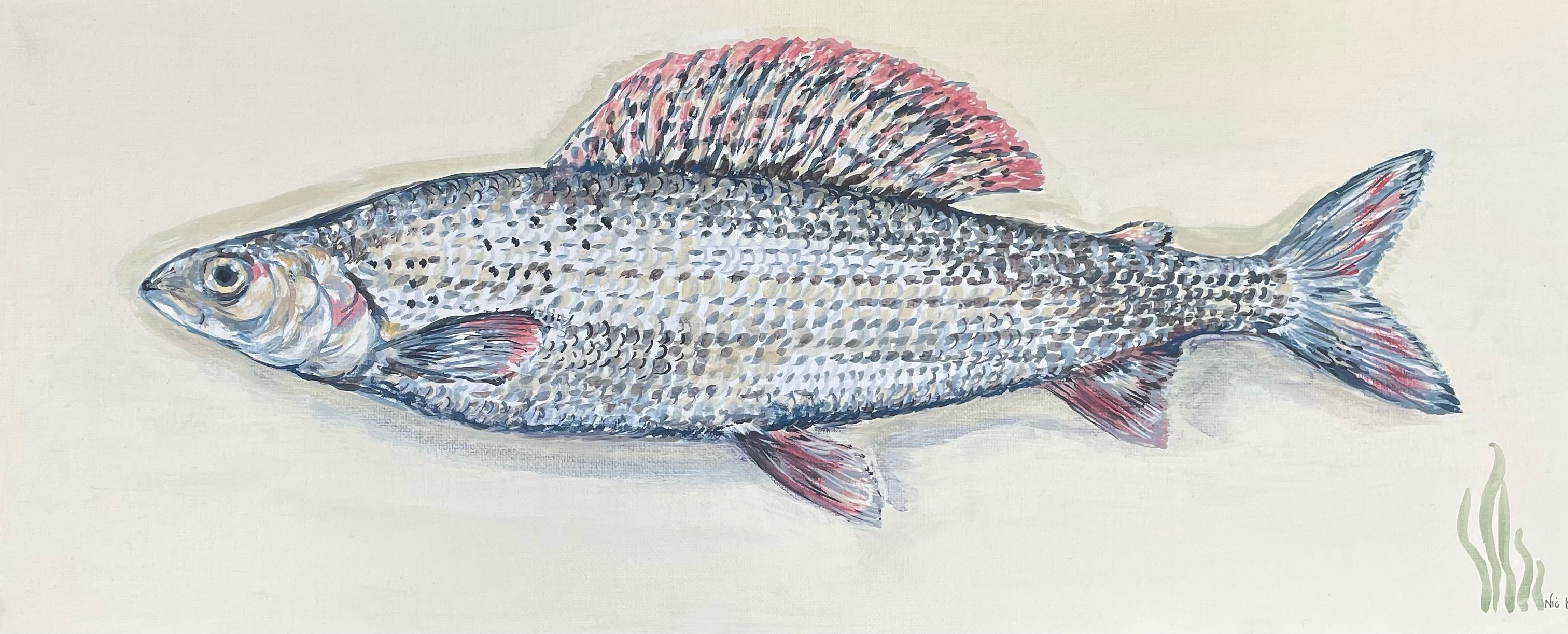 Grayling.  This painting is reminiscent of the traditional taxidermy fish displayed in a glass fronted case, often seen in country houses and fieldsports lodges.